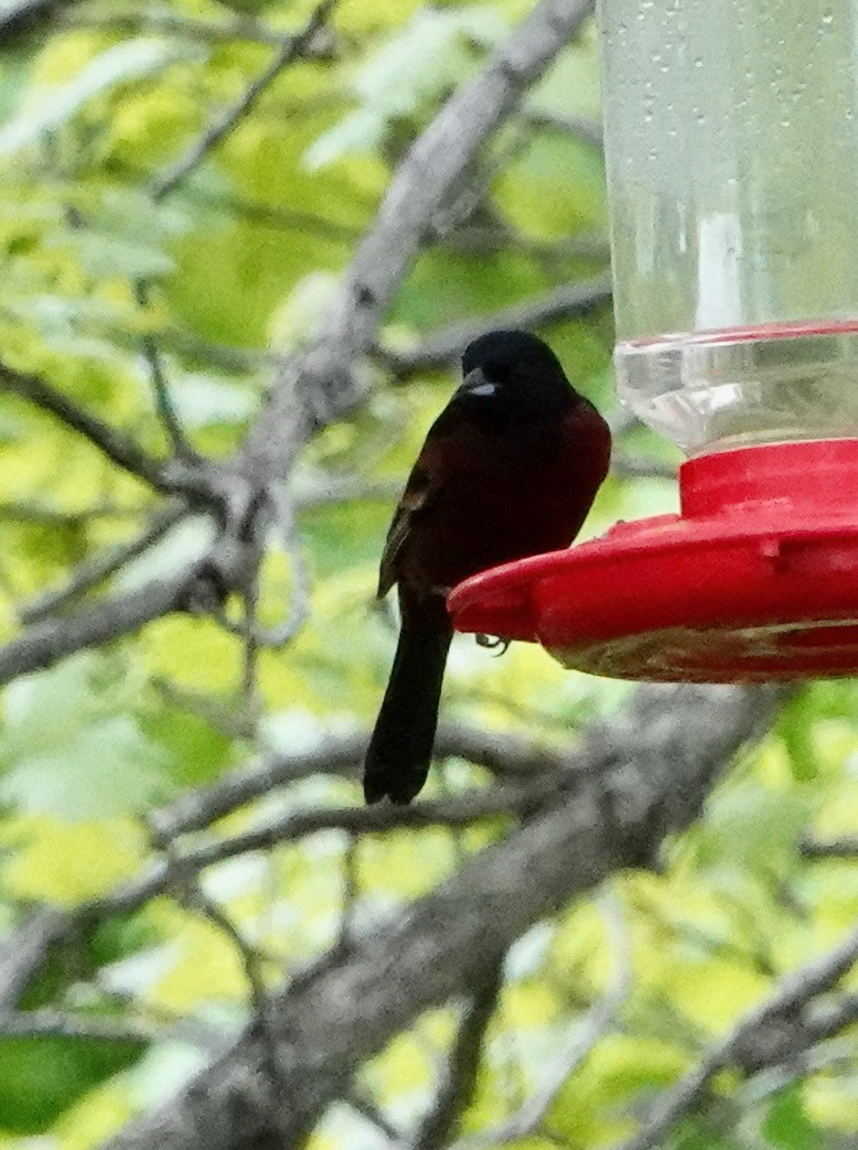 Orchard Oriole - ML620185810