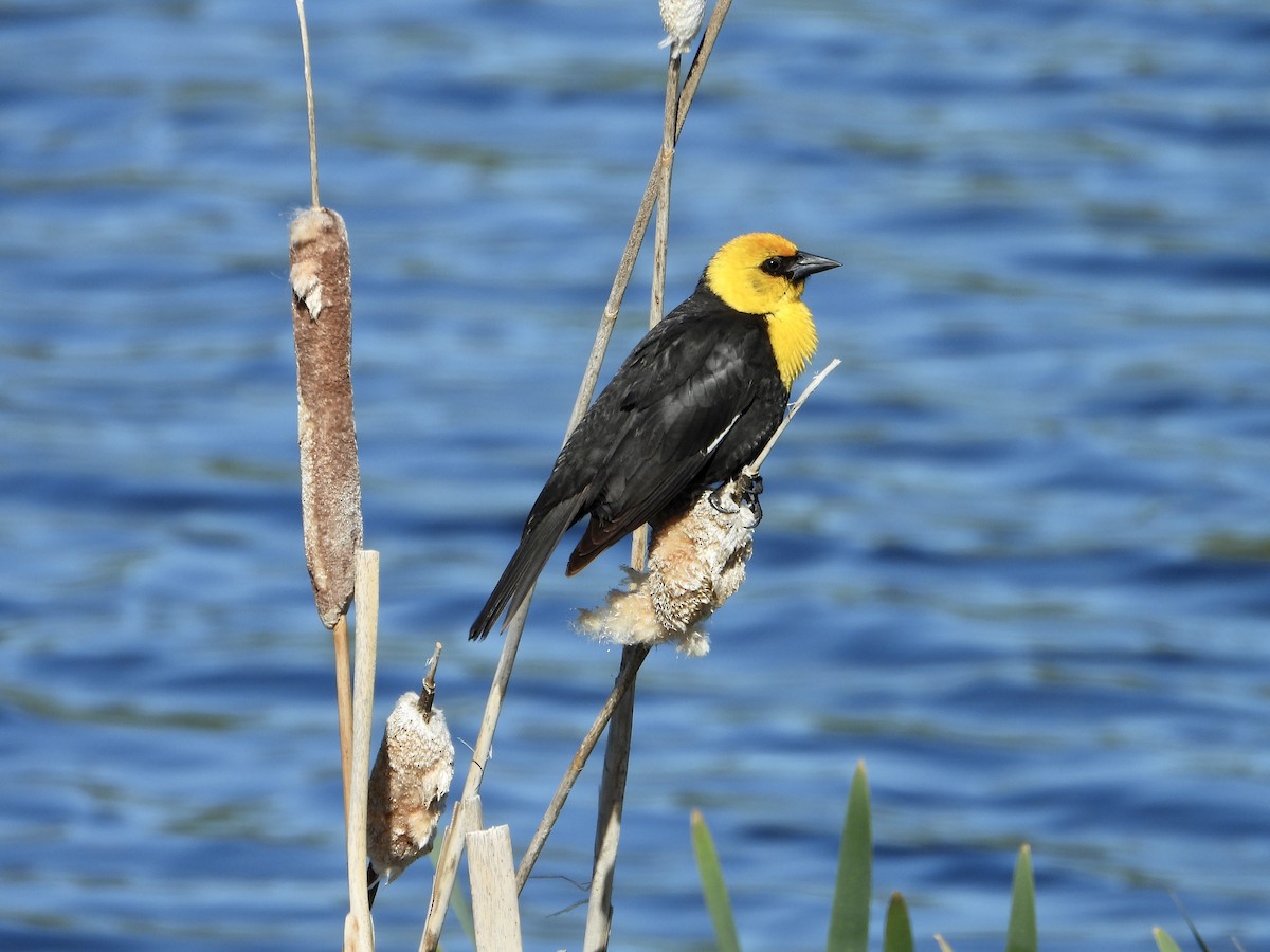 Yellow-headed Blackbird - ML620185811