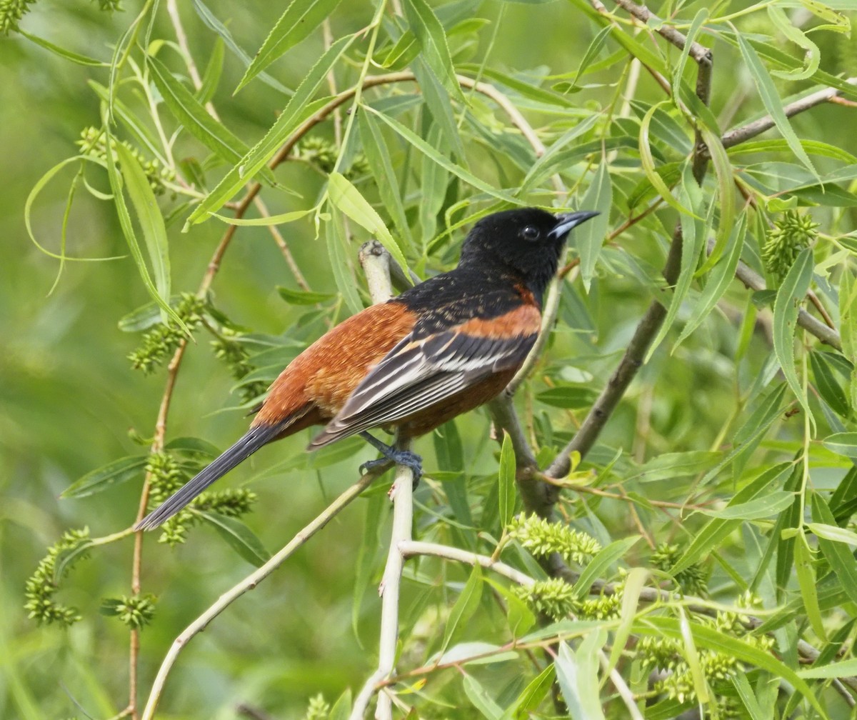 Orchard Oriole - ML620185815