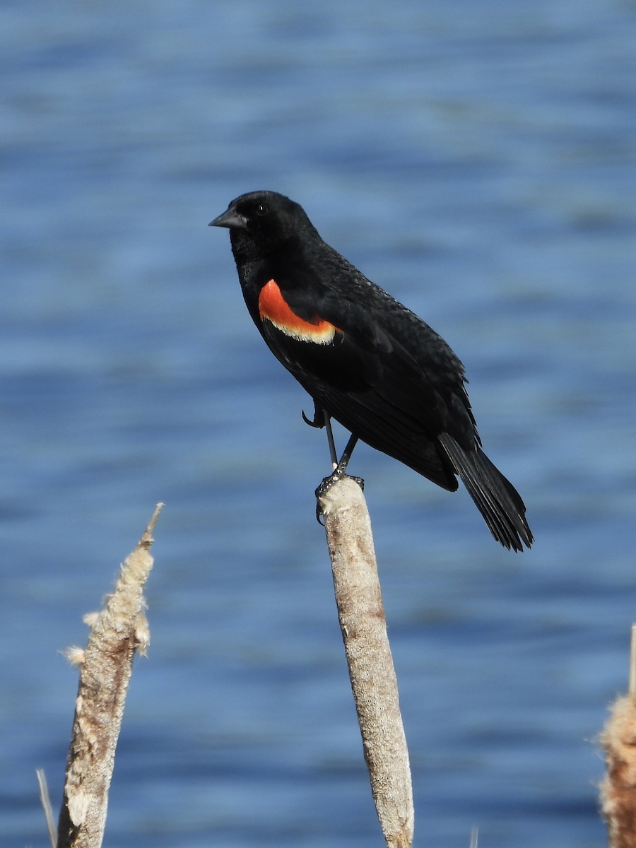 Red-winged Blackbird - ML620185820
