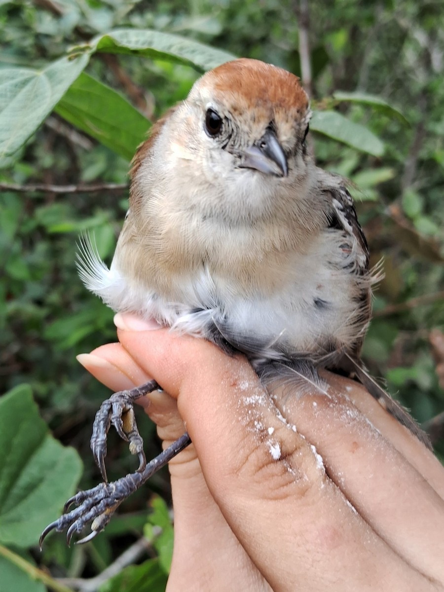 Silvery-cheeked Antshrike - ML620185822