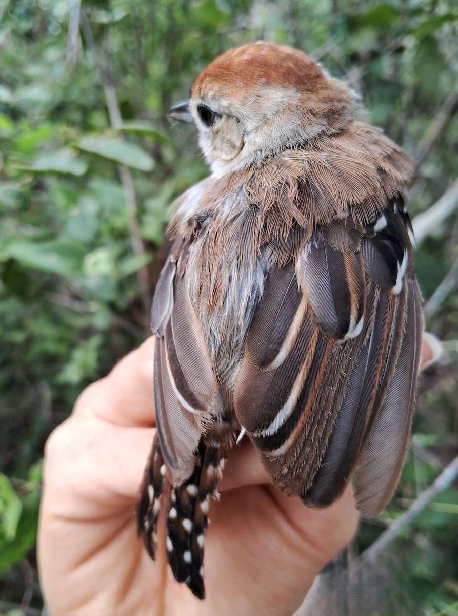 Silvery-cheeked Antshrike - ML620185823