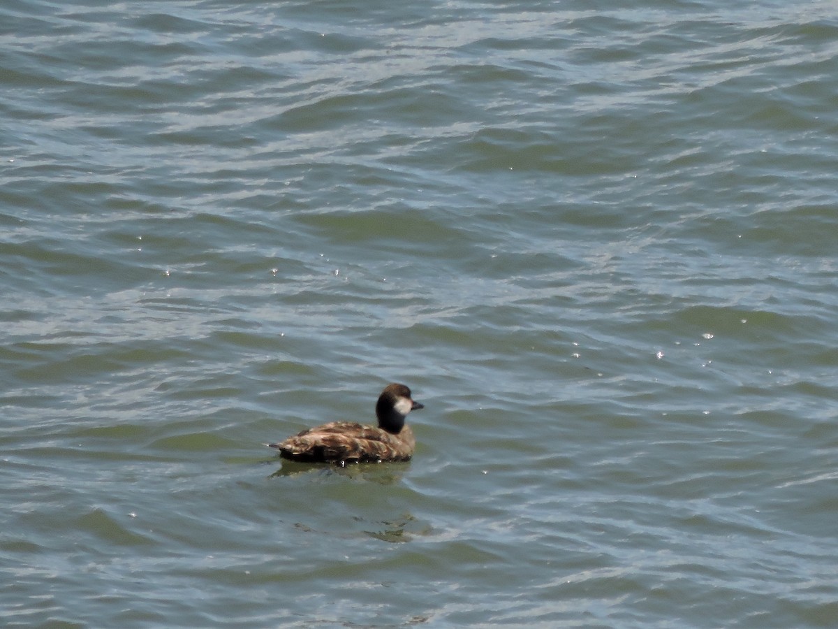 Black Scoter - ML620185825