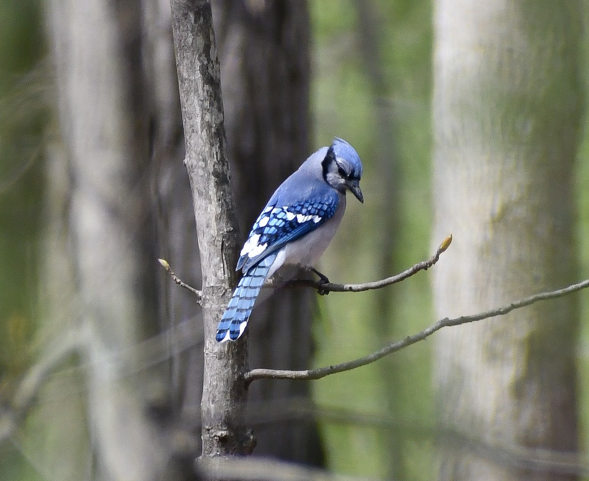 Blue Jay - ML620185828