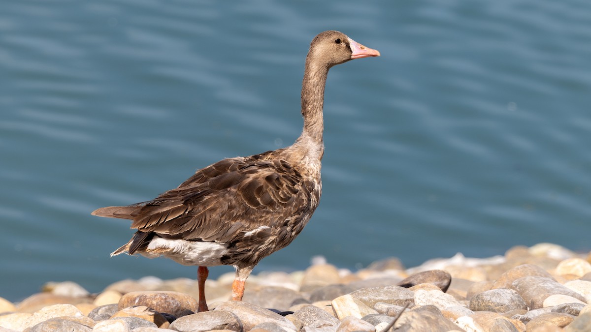 Greater White-fronted Goose - ML620185829