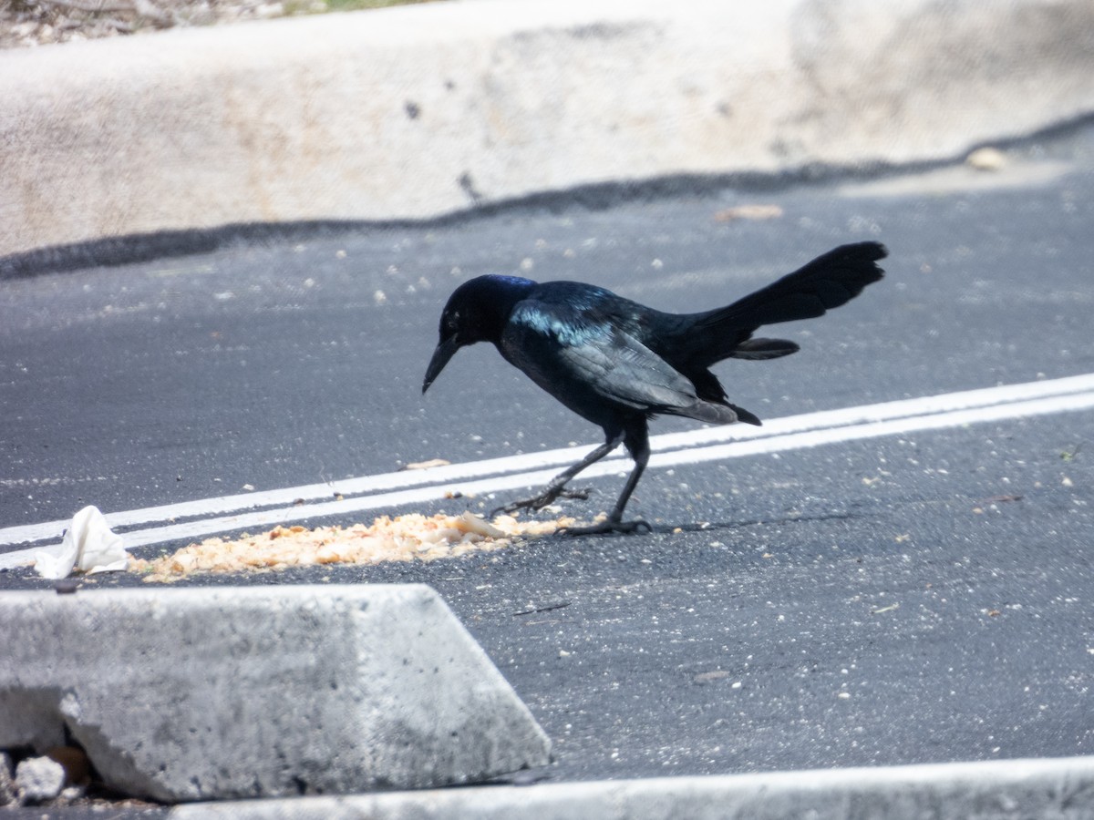 Boat-tailed Grackle - ML620185830