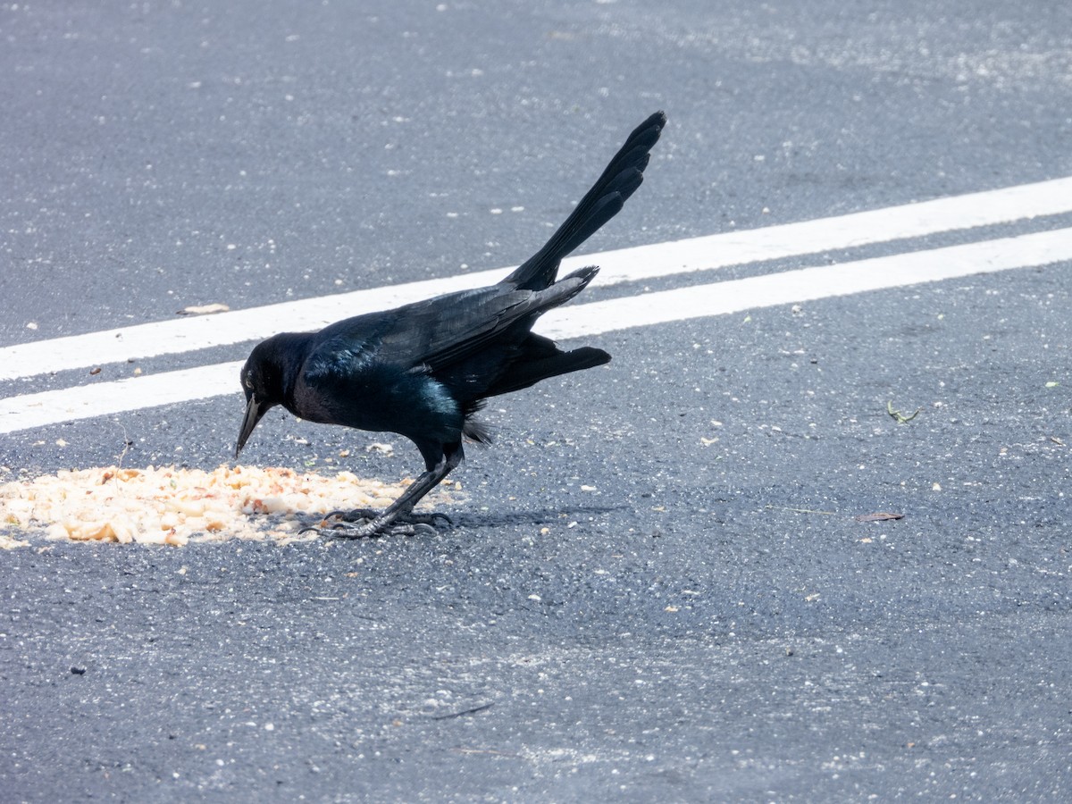 Boat-tailed Grackle - ML620185831
