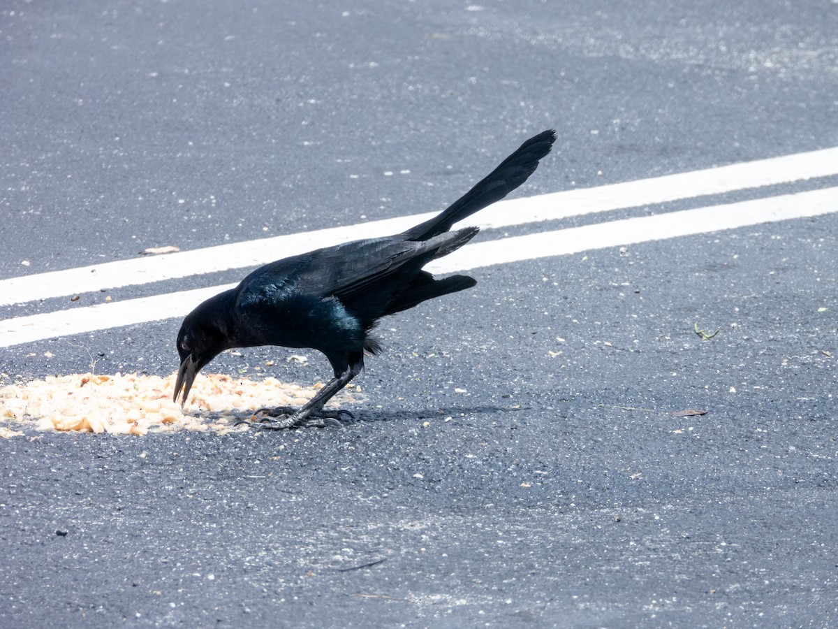 Boat-tailed Grackle - ML620185832