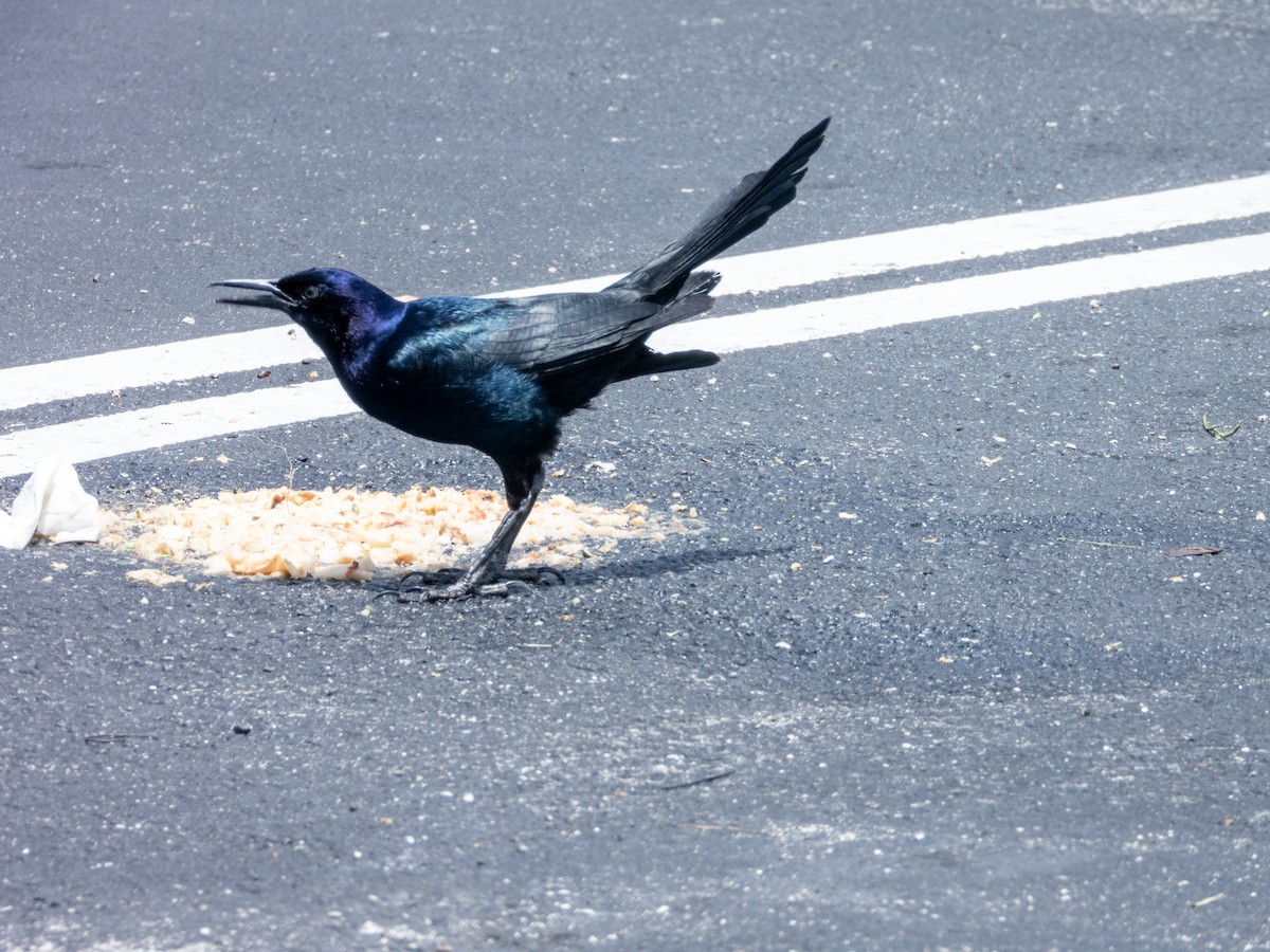 Boat-tailed Grackle - ML620185833