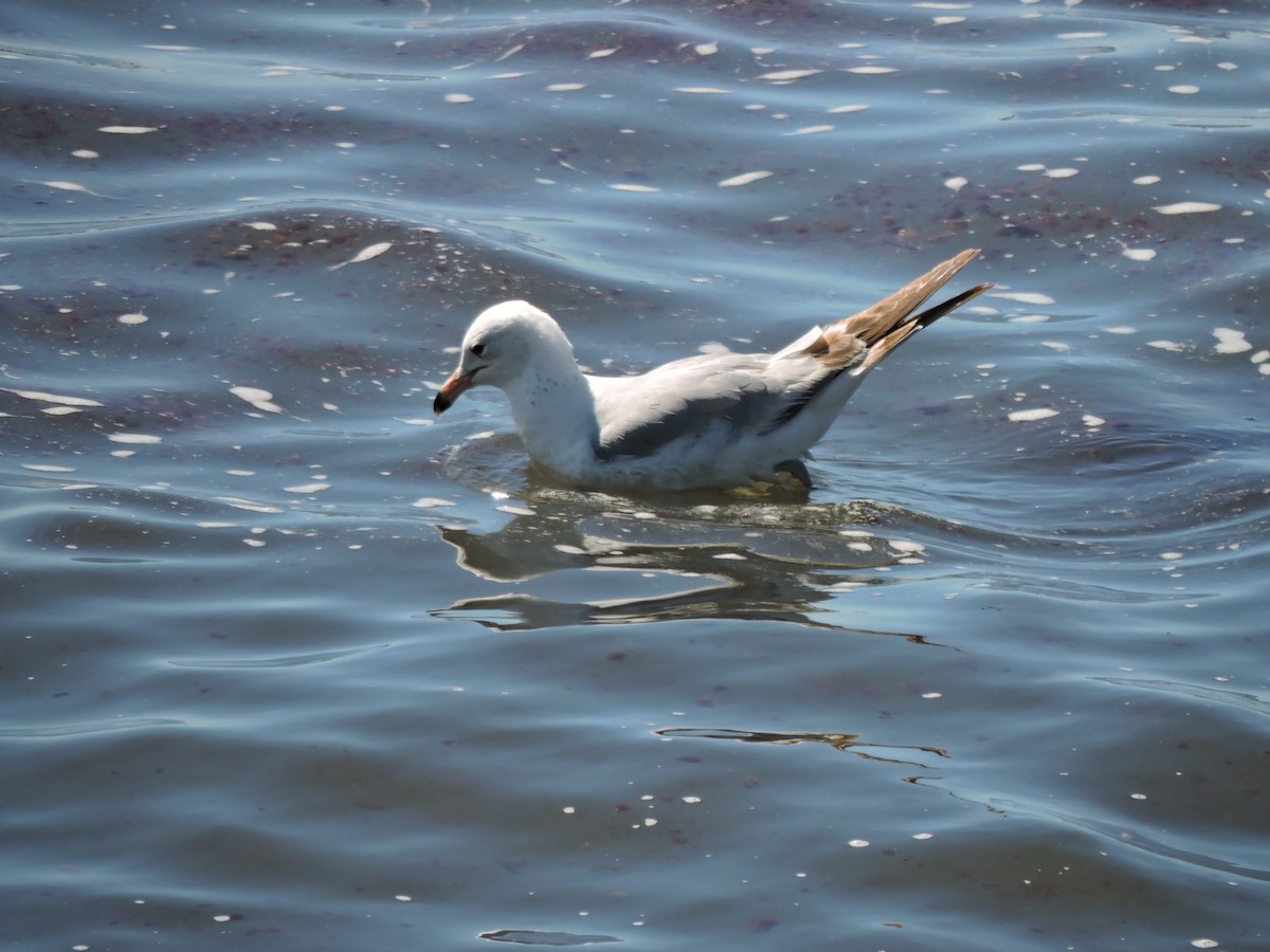 Ring-billed Gull - ML620185836