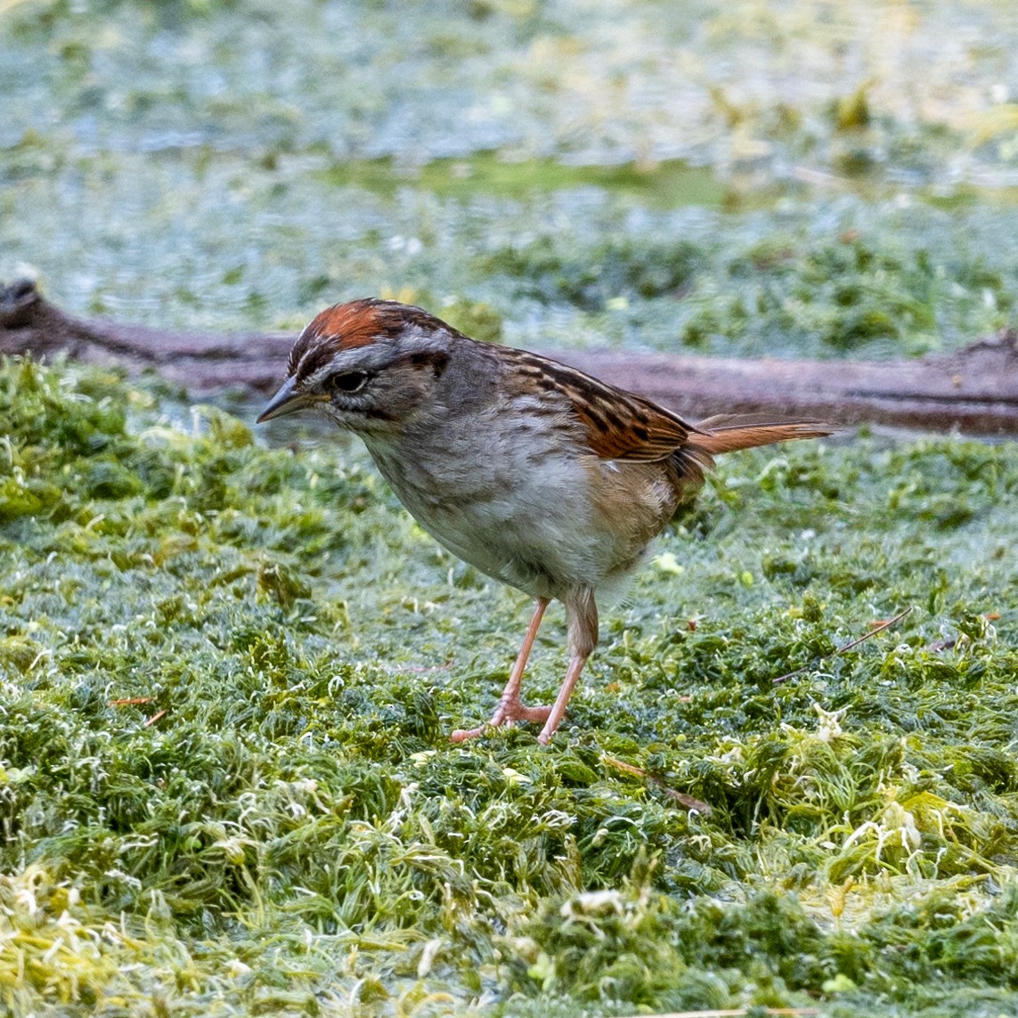 Swamp Sparrow - ML620185843