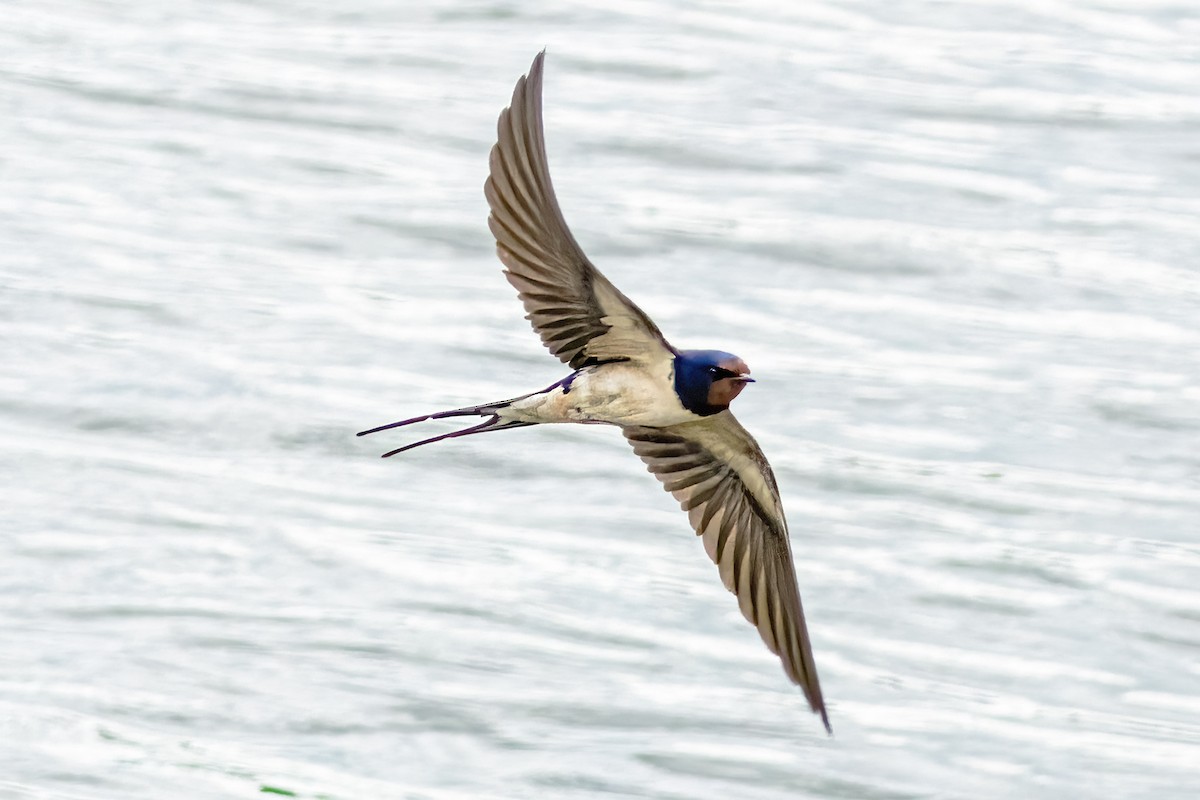 Barn Swallow - ML620185846