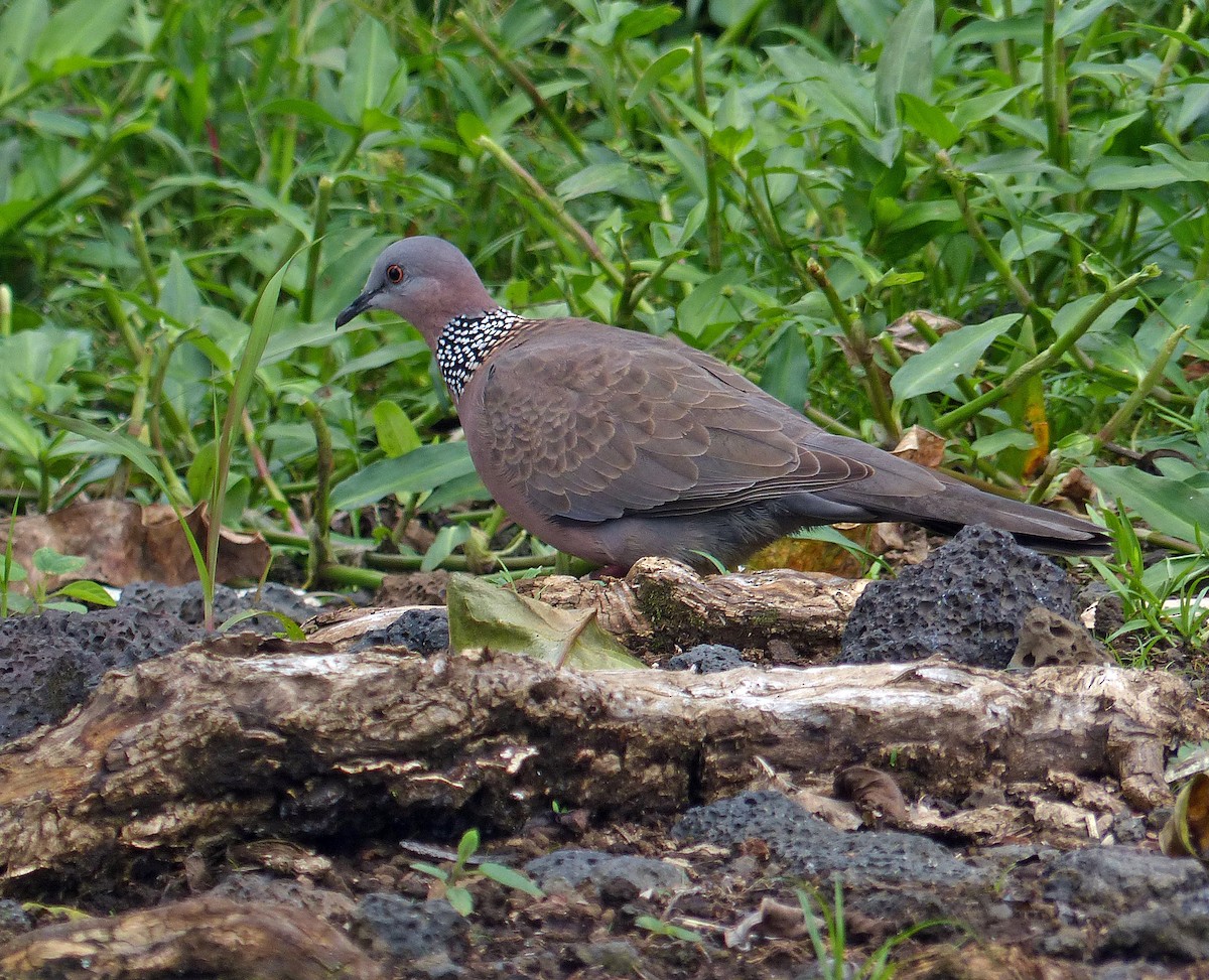 Spotted Dove - ML620185852