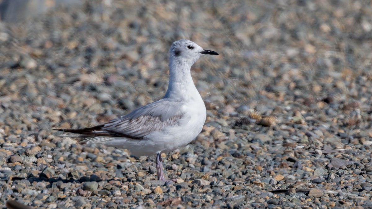 Mouette de Bonaparte - ML620185855