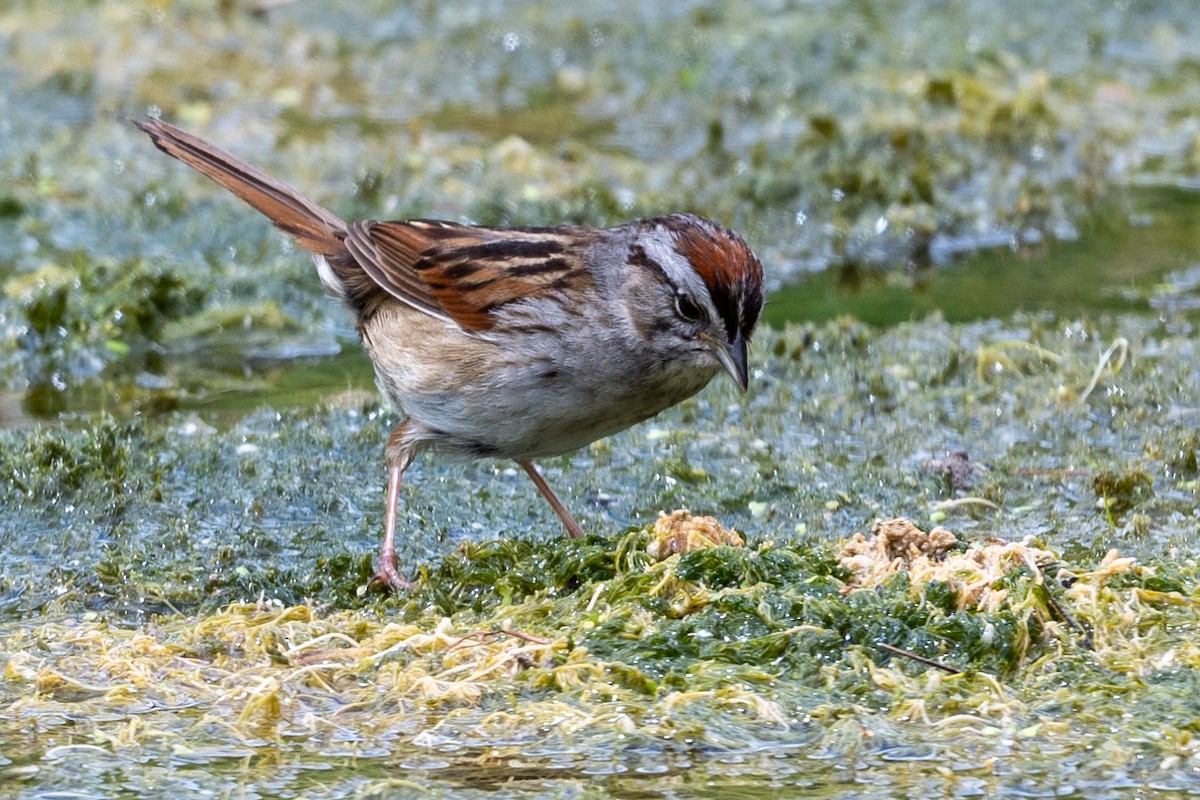 Swamp Sparrow - ML620185859