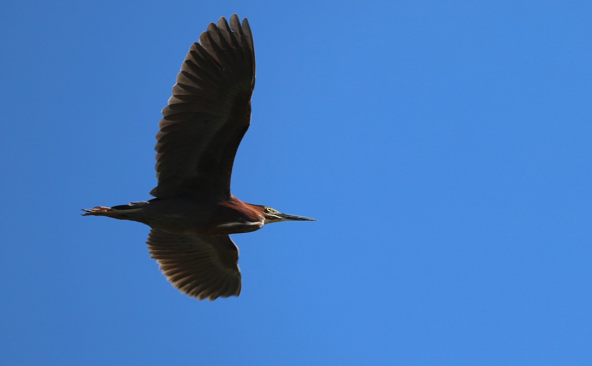 Green Heron - ML620185870