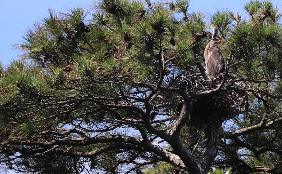 Great Blue Heron (Great Blue) - Rob Bielawski