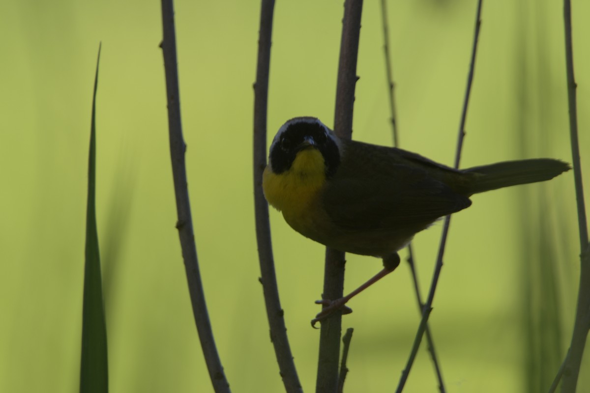 Common Yellowthroat - ML620185875