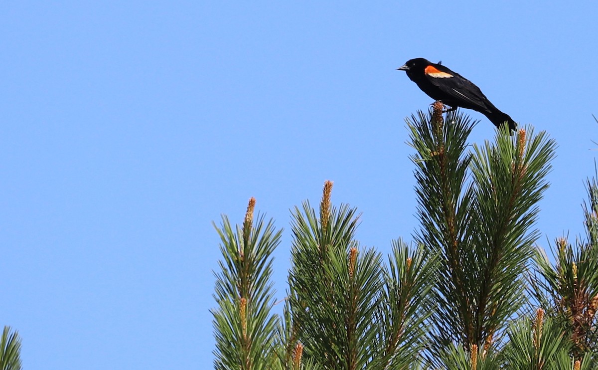 Red-winged Blackbird (Red-winged) - ML620185878