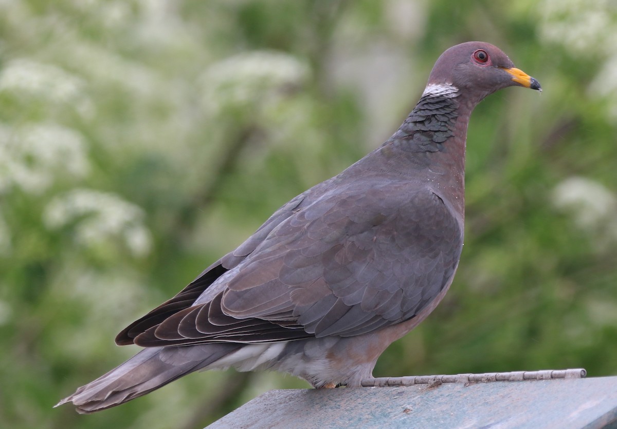 Band-tailed Pigeon - ML620185888