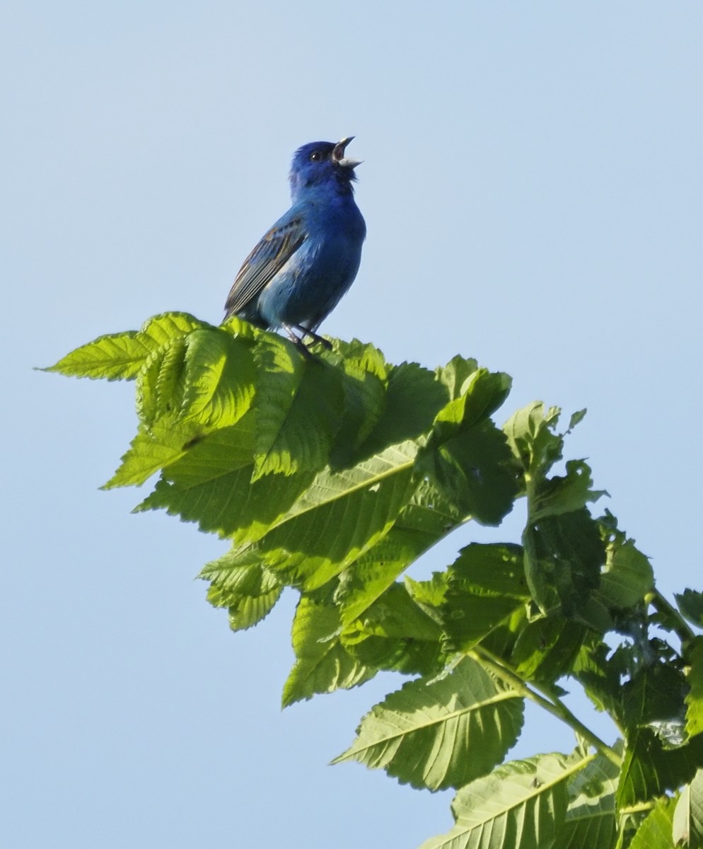 Indigo Bunting - ML620185890