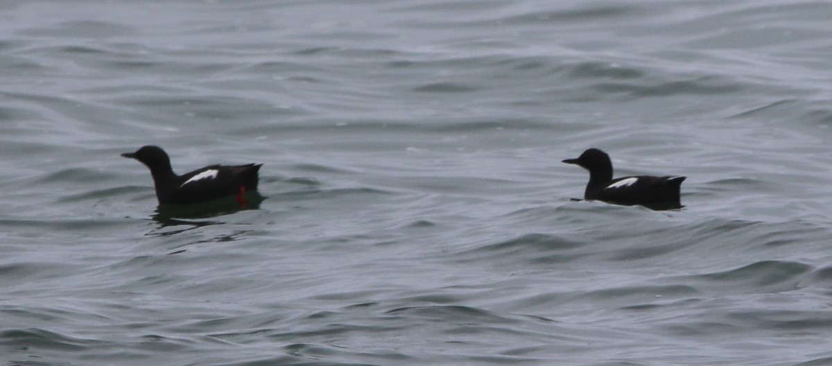 Pigeon Guillemot - ML620185892