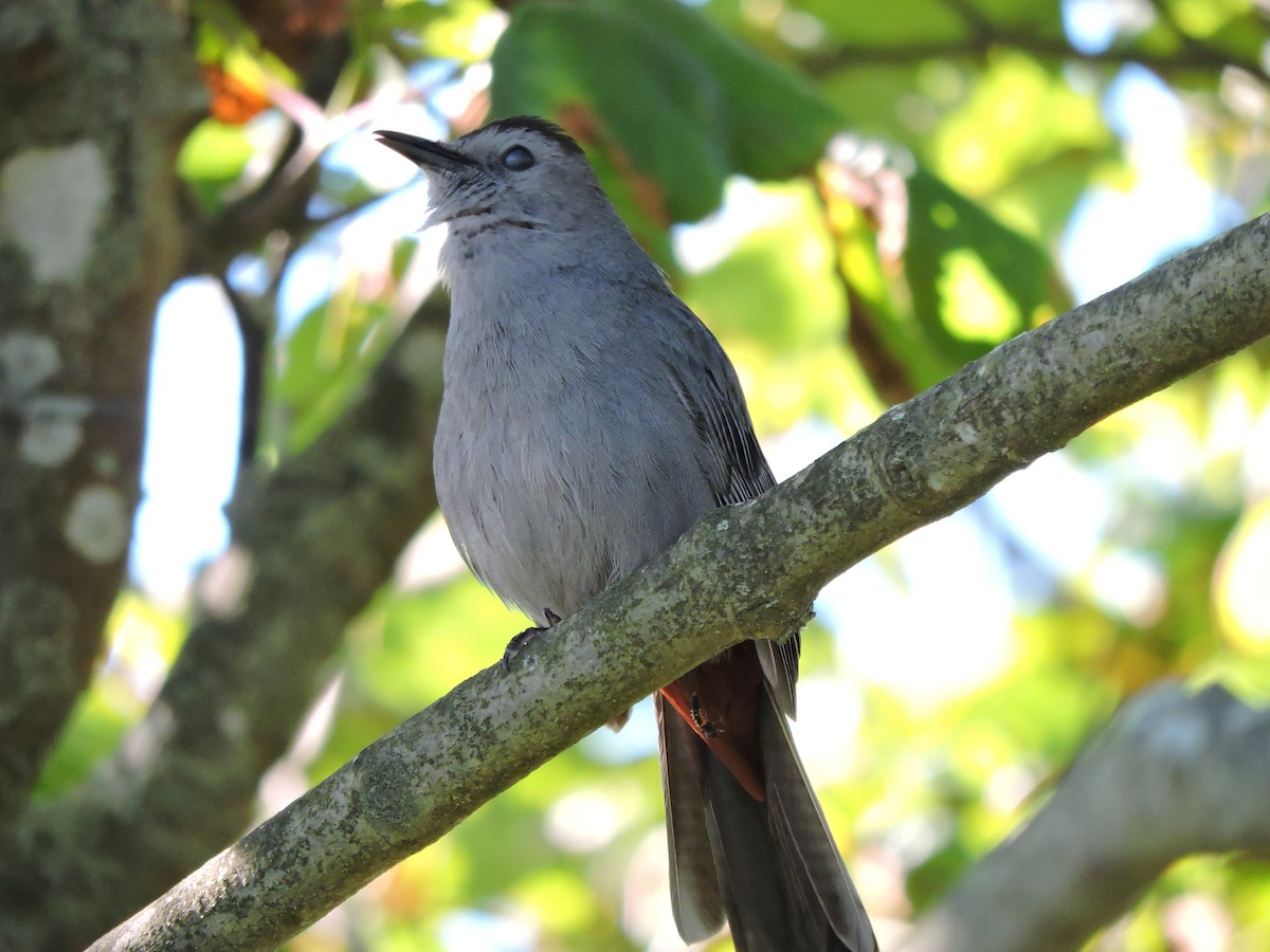 Gray Catbird - ML620185895