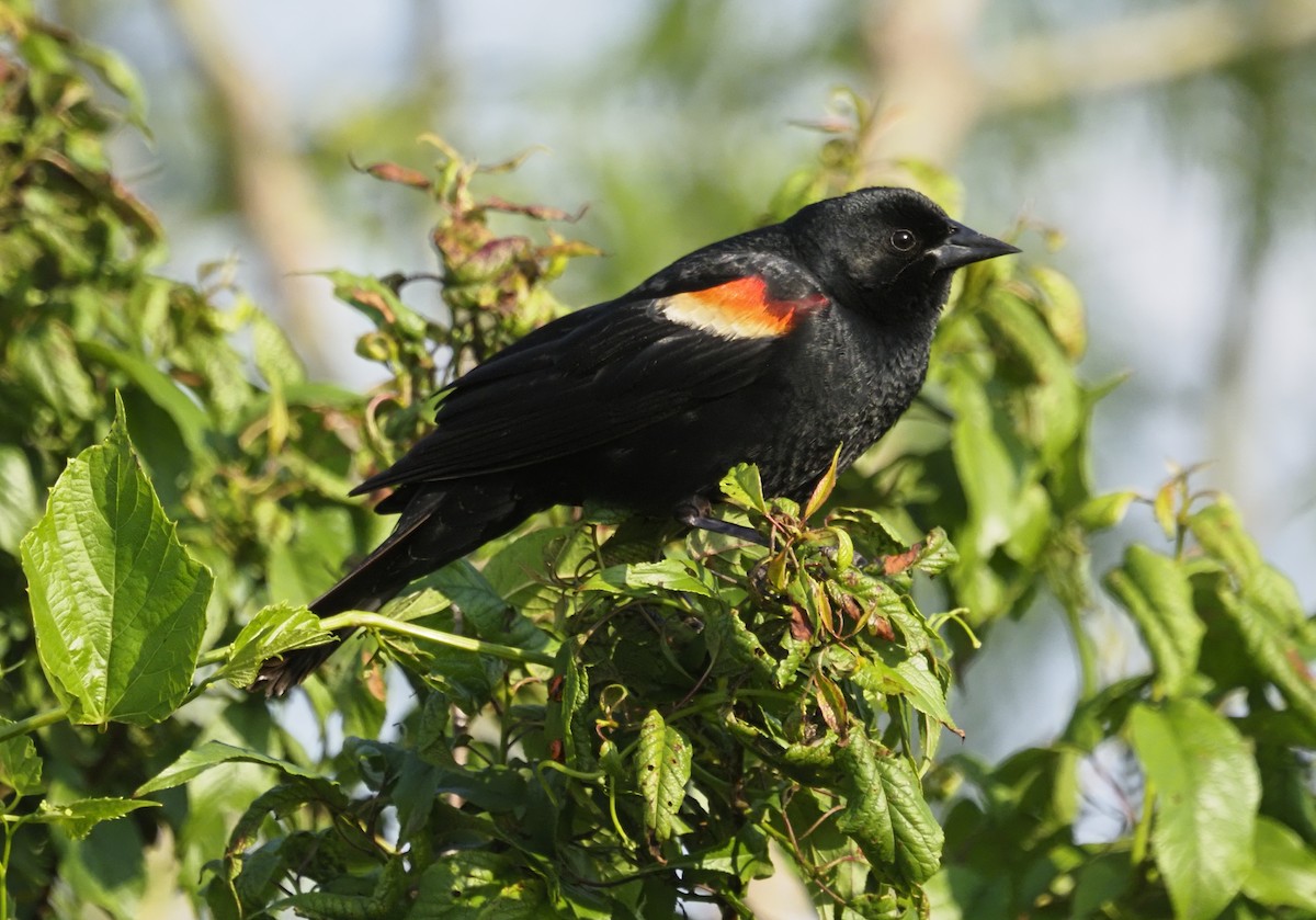 Red-winged Blackbird - ML620185896