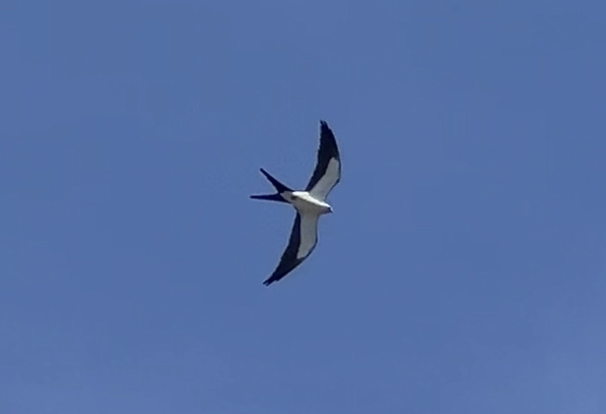 Swallow-tailed Kite - ML620185901