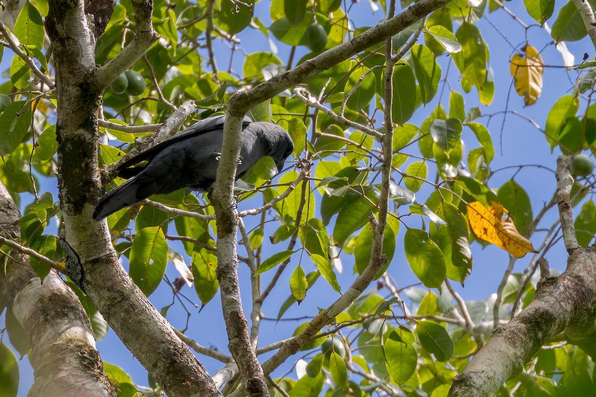 Wallacean Cuckooshrike - ML620185904