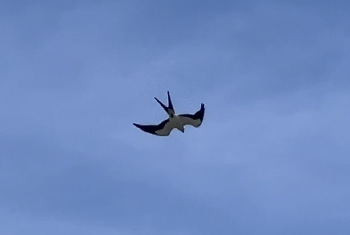 Swallow-tailed Kite - ML620185905