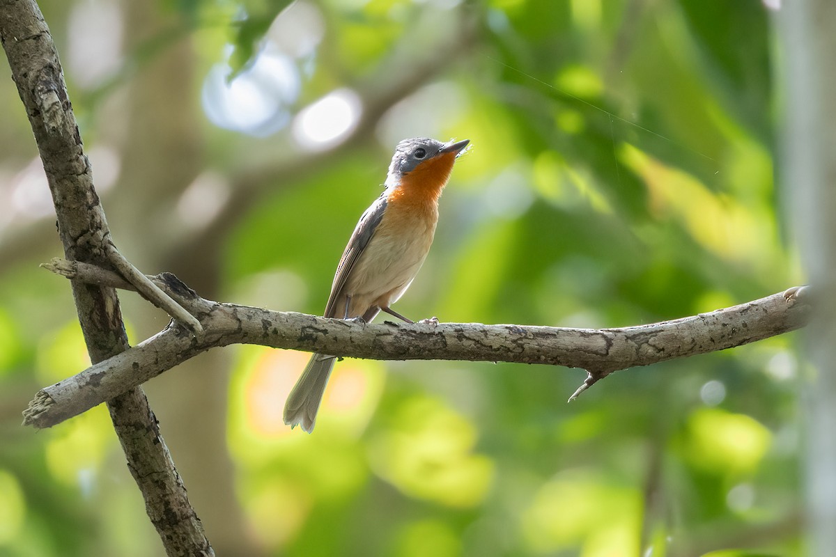 Broad-billed Flycatcher - ML620185909