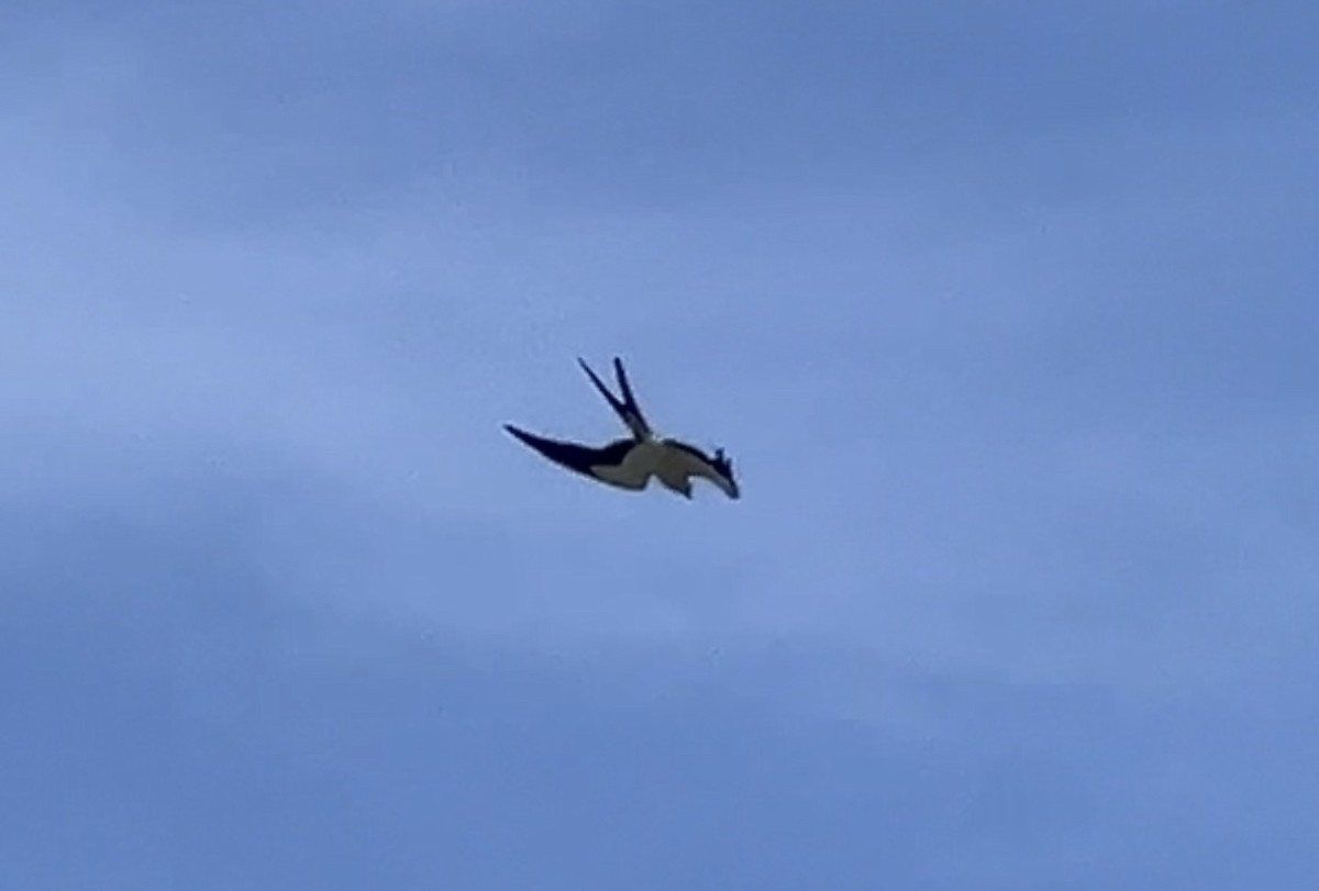 Swallow-tailed Kite - ML620185911
