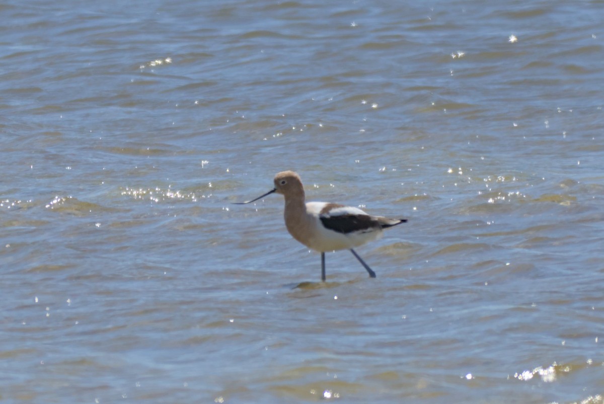 Avoceta Americana - ML620185913