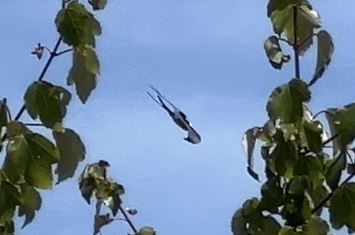 Swallow-tailed Kite - ML620185915