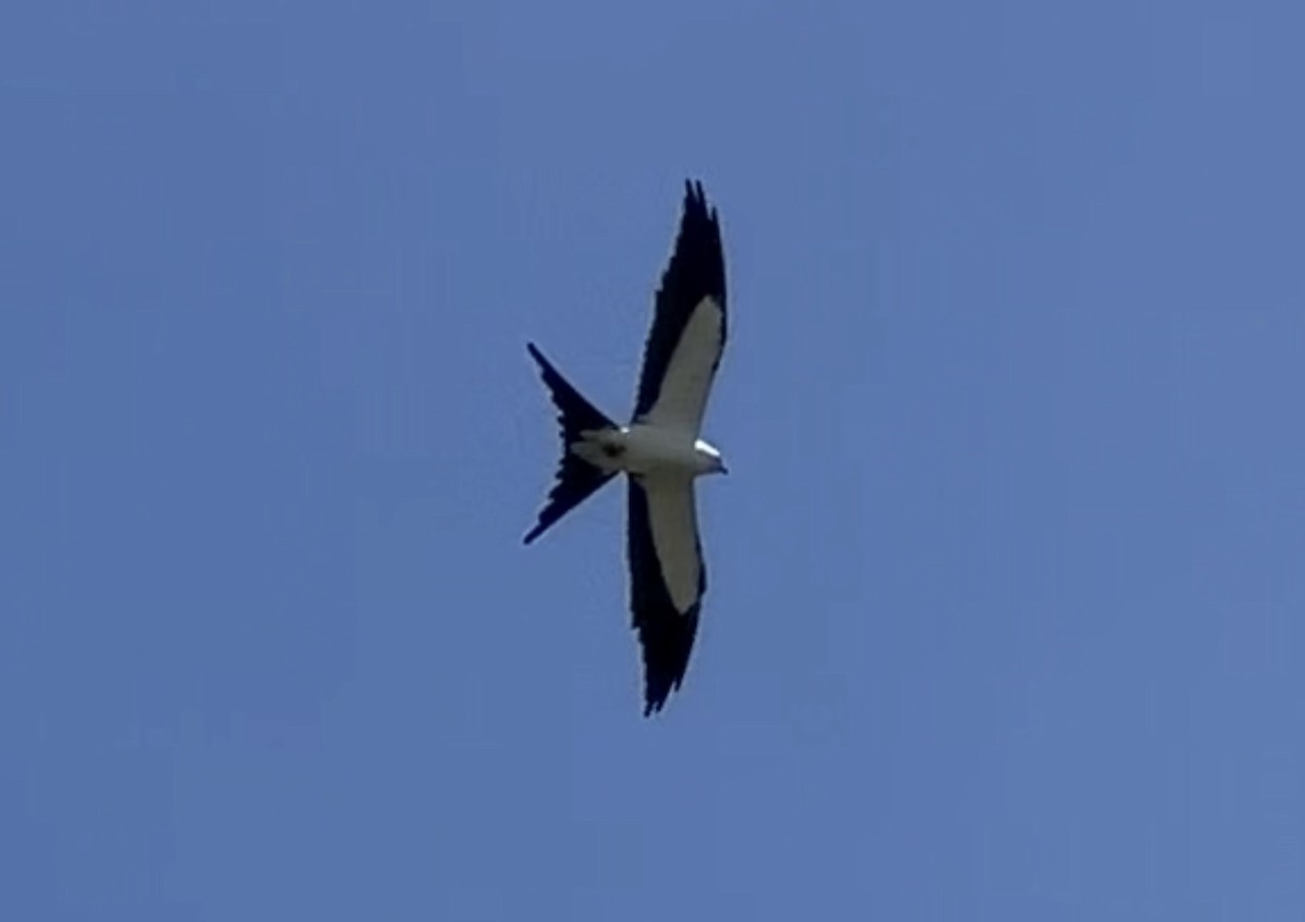 Swallow-tailed Kite - ML620185916
