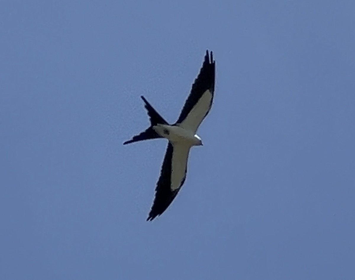 Swallow-tailed Kite - ML620185919