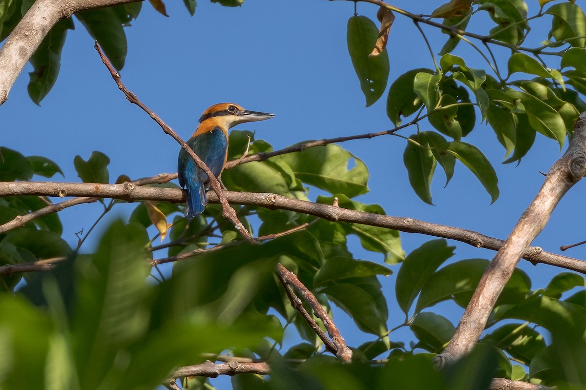 Cinnamon-banded Kingfisher - ML620185920