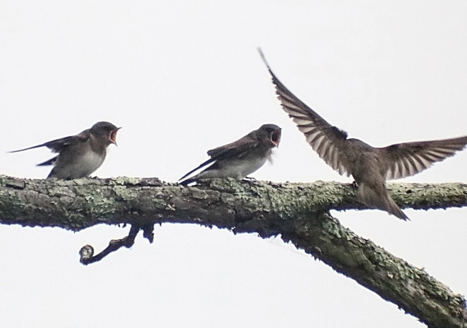 Northern Rough-winged Swallow - ML620185926