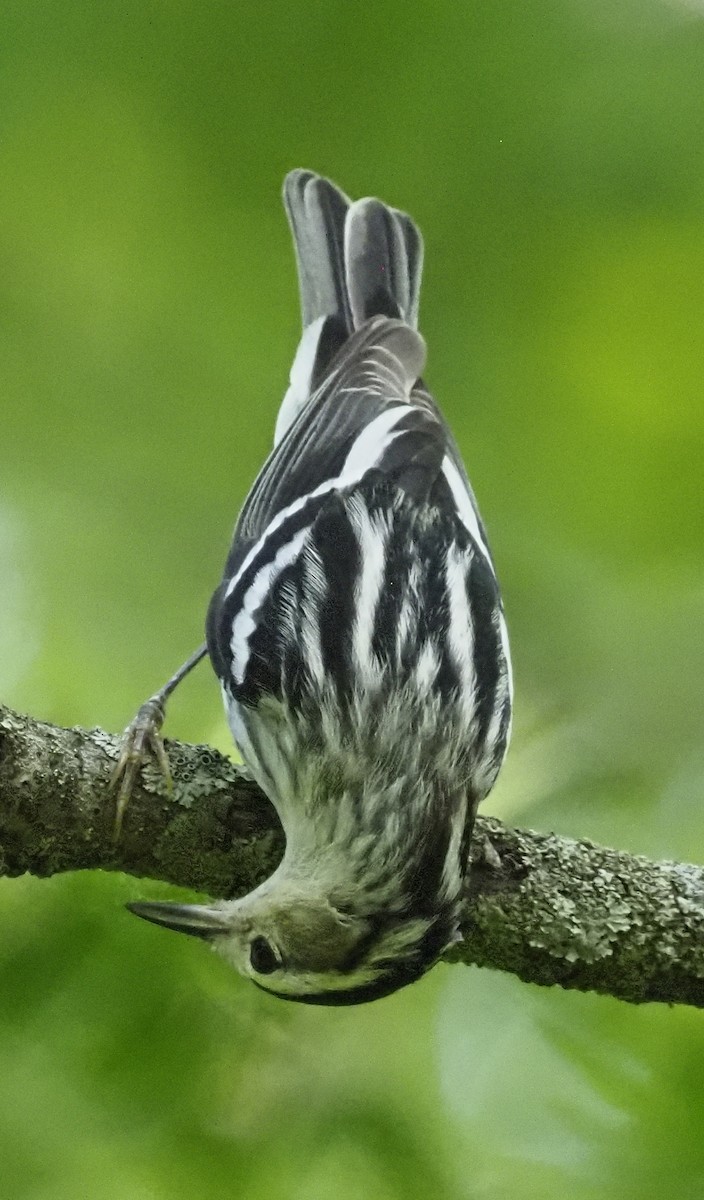 Black-and-white Warbler - ML620185927