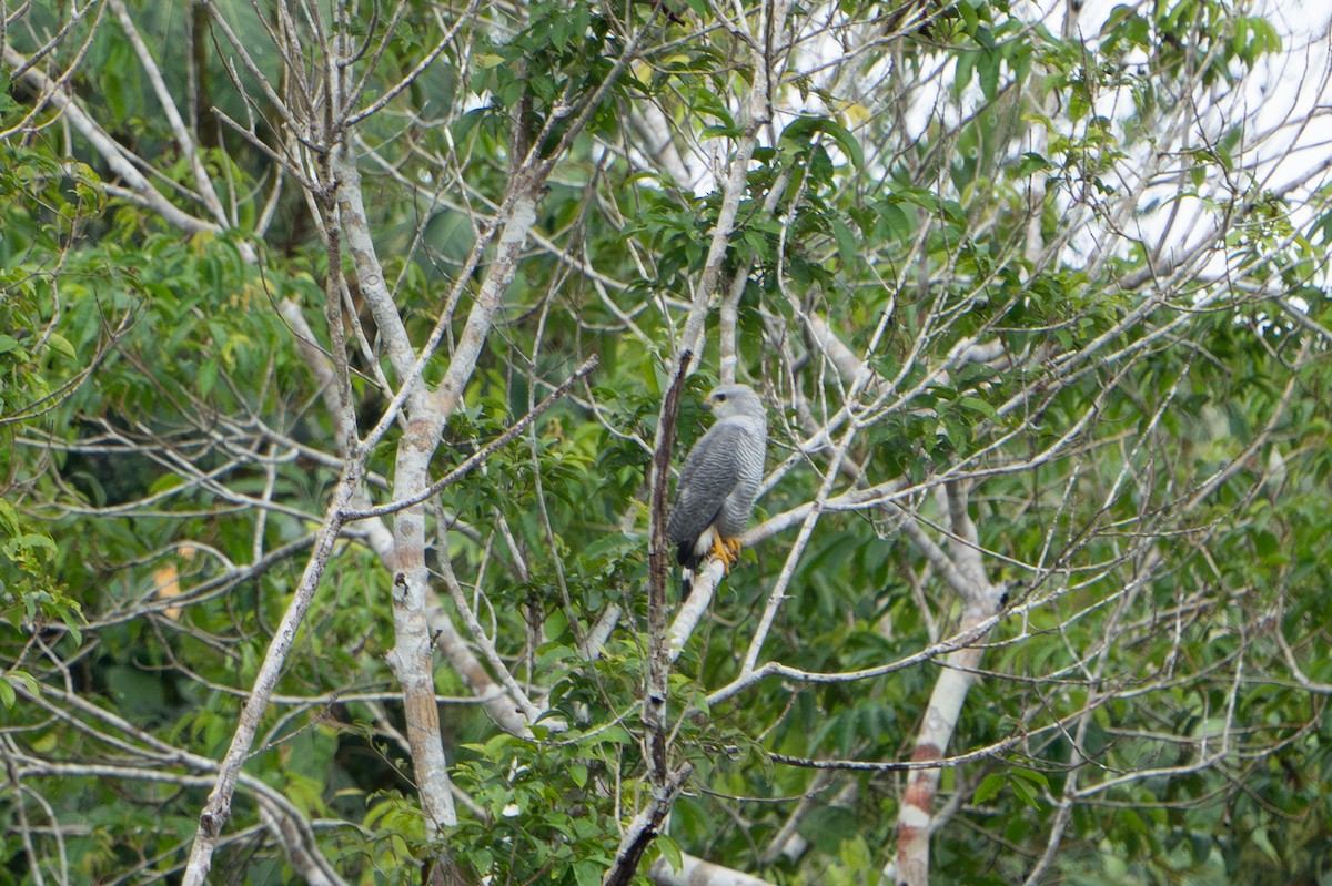 Gray-lined Hawk - ML620185931