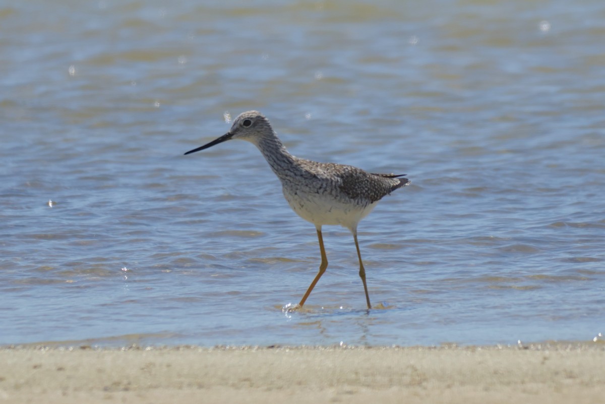 Greater Yellowlegs - ML620185932