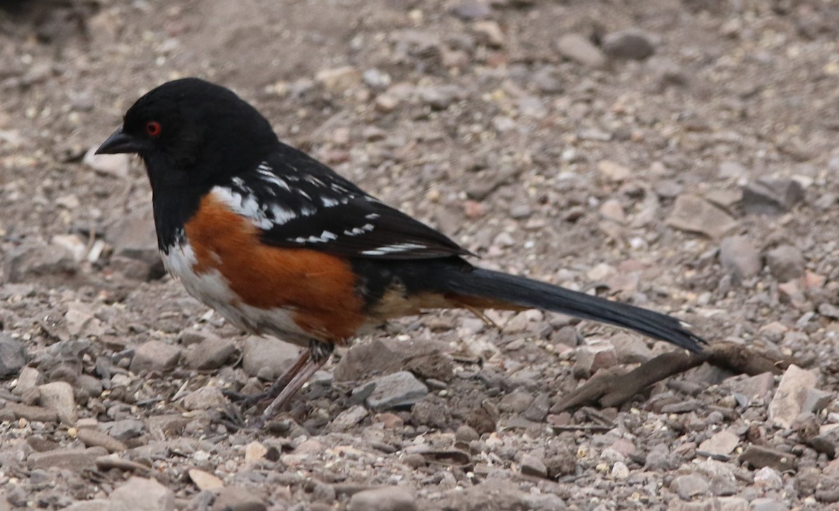 Spotted Towhee - ML620185934