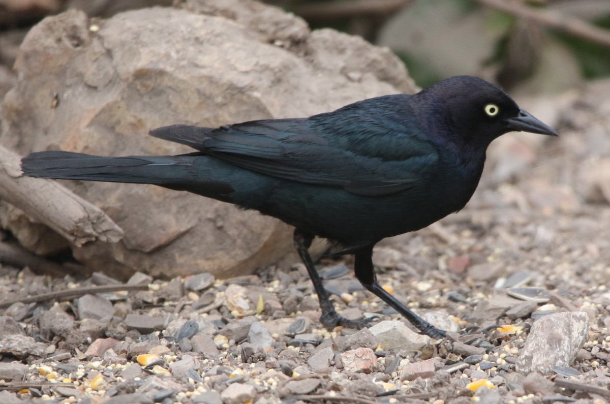 Brewer's Blackbird - ML620185940