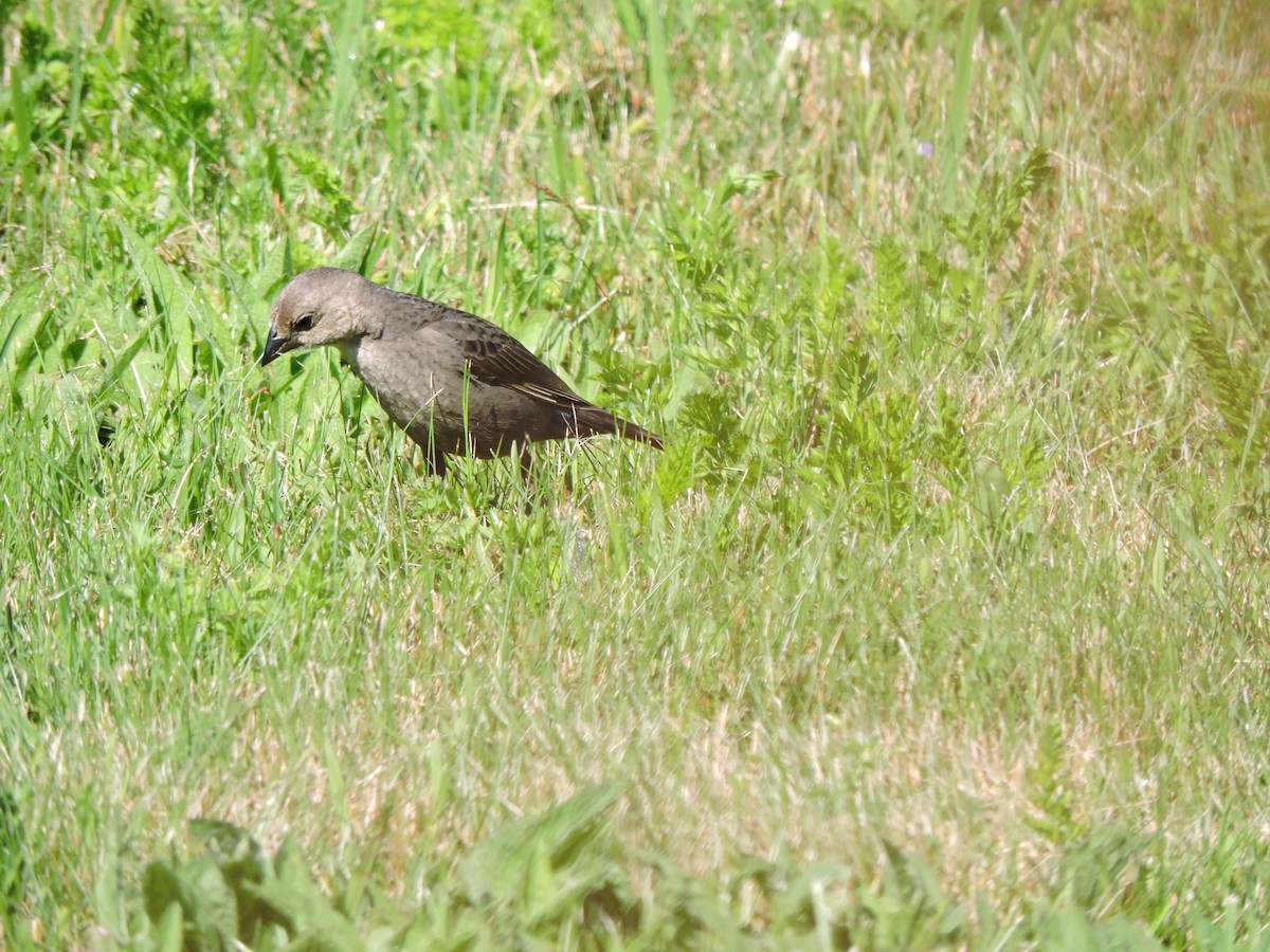 Brown-headed Cowbird - ML620185941