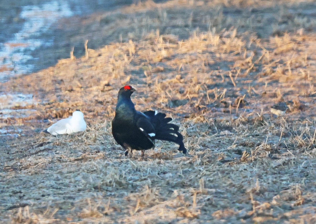 Black Grouse - ML620185950