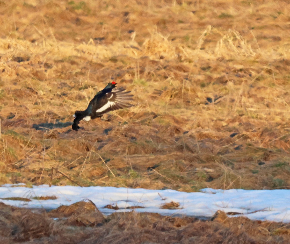 Black Grouse - ML620185951