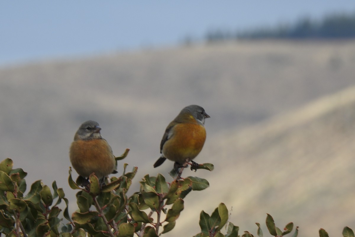 Patagonian Sierra Finch - ML620185953