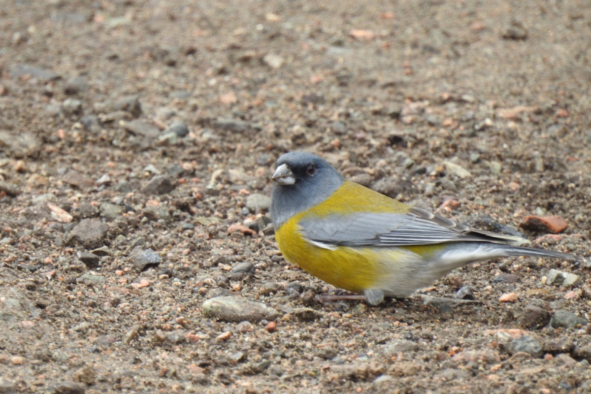 Patagonian Sierra Finch - ML620185955