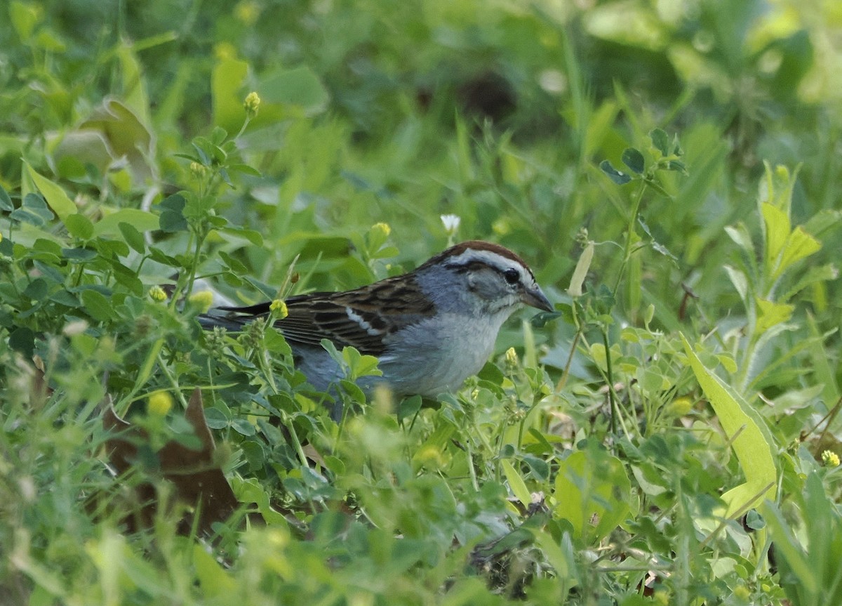 Chipping Sparrow - ML620185959